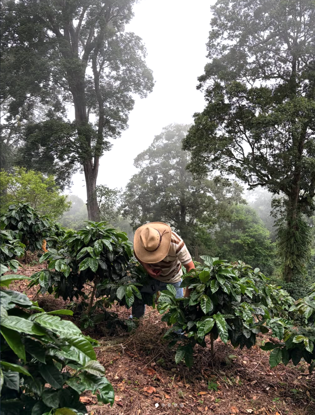 TNT Polar Bear 4Day - Panama | Don Cheo, Ultra Slow Dry, Geisha [Filter / Light]