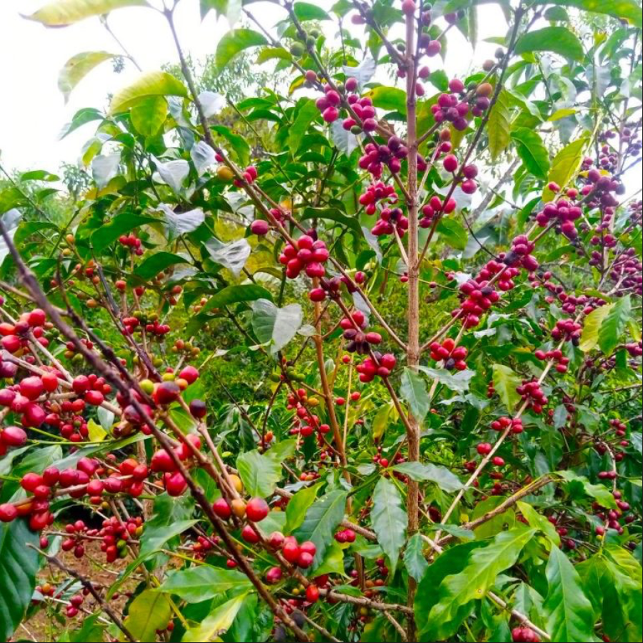 Hambela - Ethiopia | 3days Anaerobic Natural, Landrace Lot [No Crack]