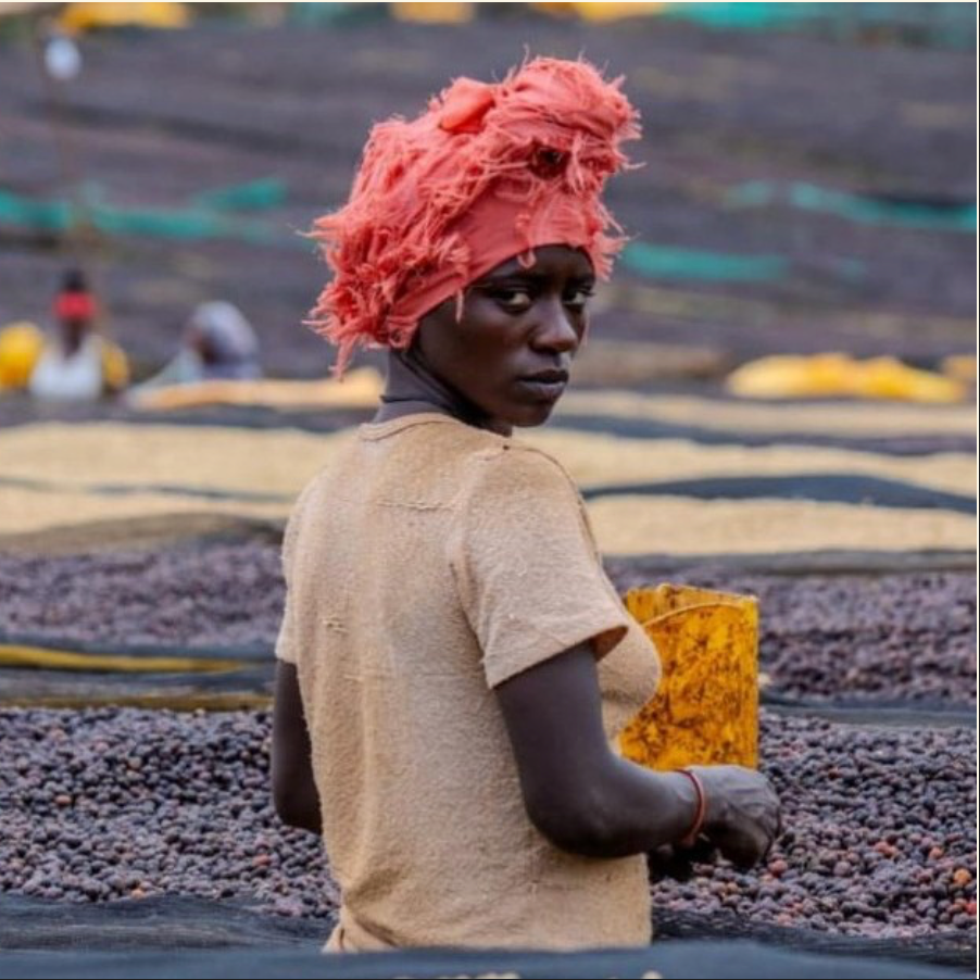 Hambela - Ethiopia | 3days Anaerobic Natural, Landrace Lot [No Crack]