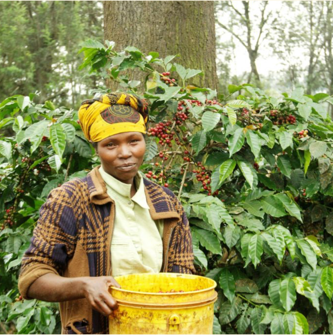 Gaia Estate - Tanzania | Spring Water Washed, Gesha [Omni]