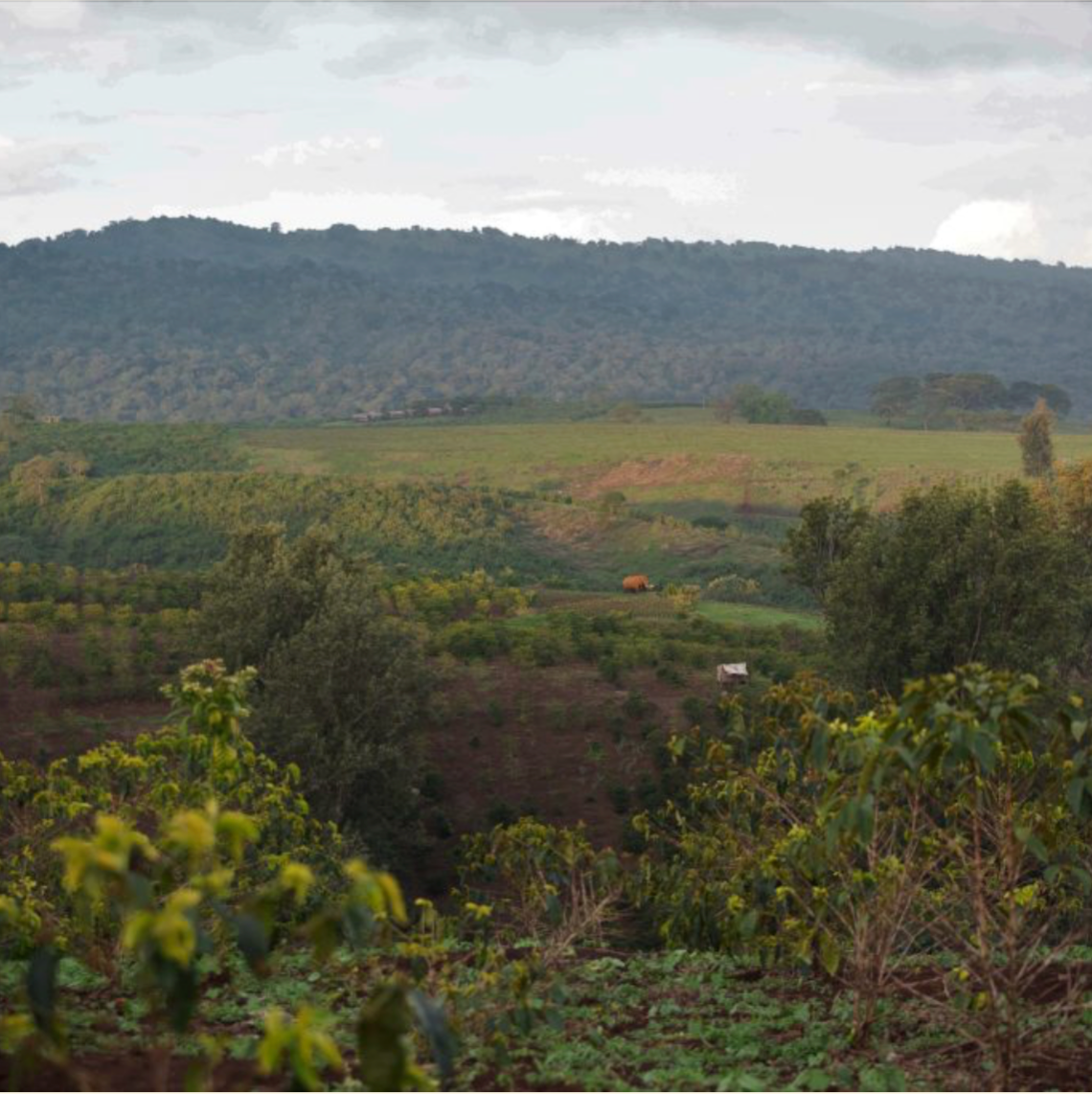 Gaia Estate - Tanzania | Spring Water Washed, Gesha [Omni]