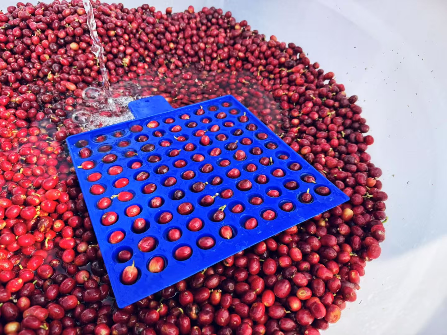 Shouzhuo Agriculture - YunNan | Natural DRD, Catimor [Omni / Light]