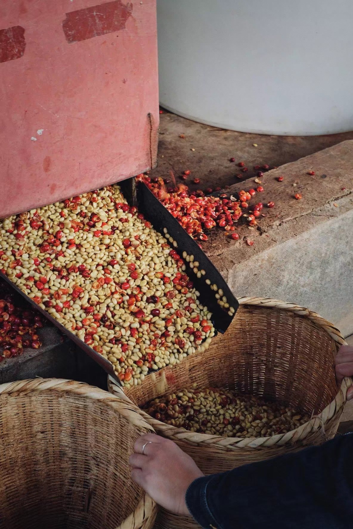 Shouzhuo Agriculture - YunNan | Natural DRD, Catimor [Omni / Light]