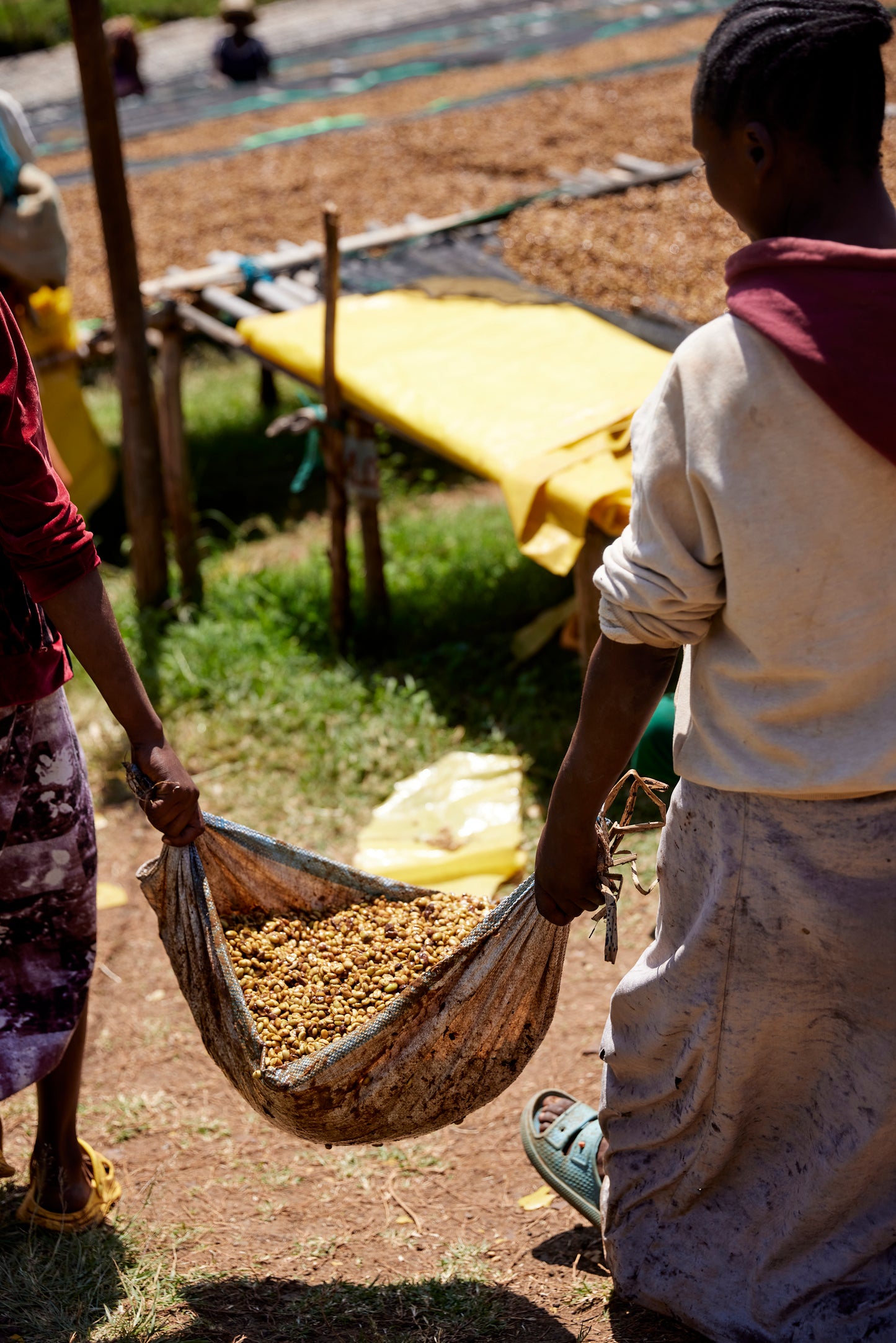 Qunqana - Ethiopia | Washed , Heirloom [Omni / Light]