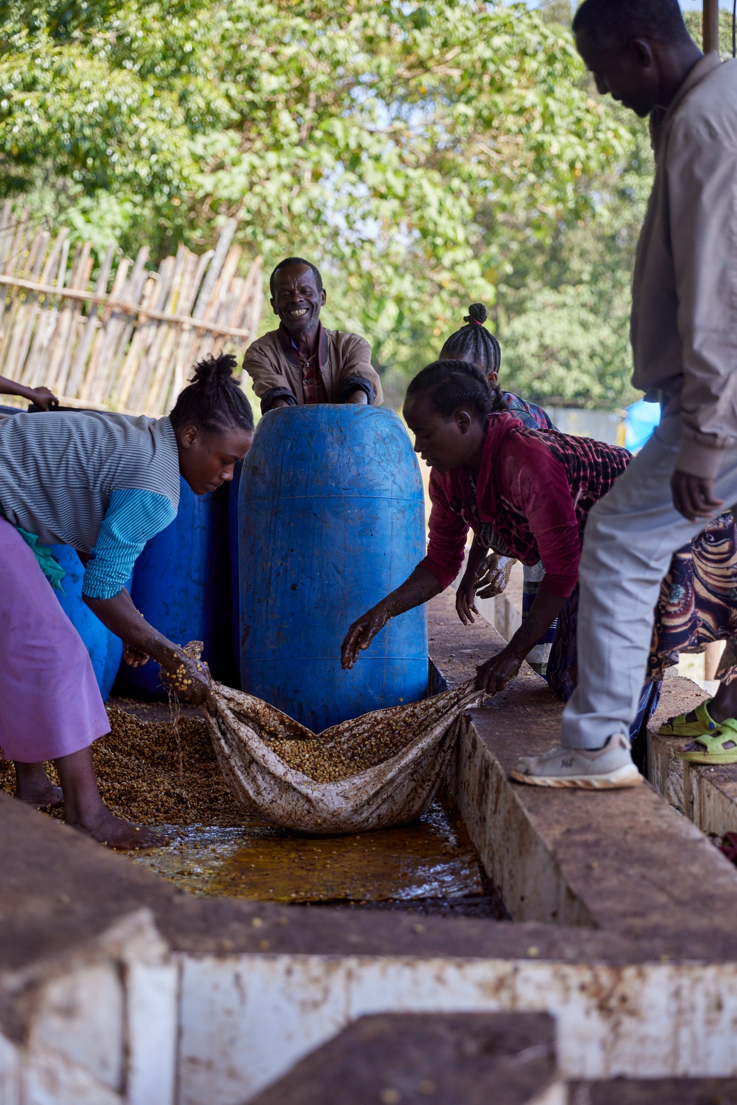 Qunqana - Ethiopia | Washed , Heirloom [Omni / Light]