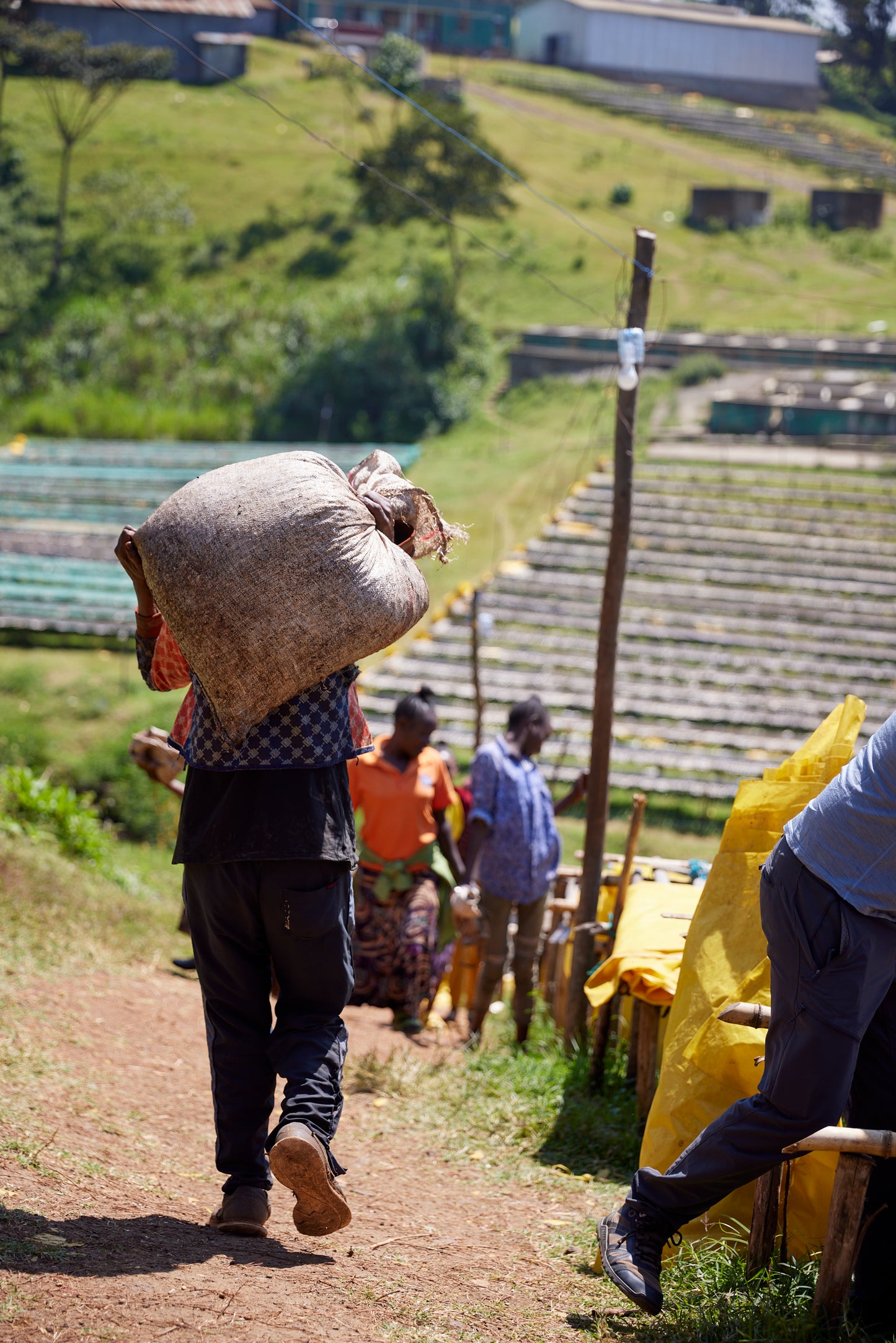 Qunqana - Ethiopia | Washed , Heirloom [Omni / Light]
