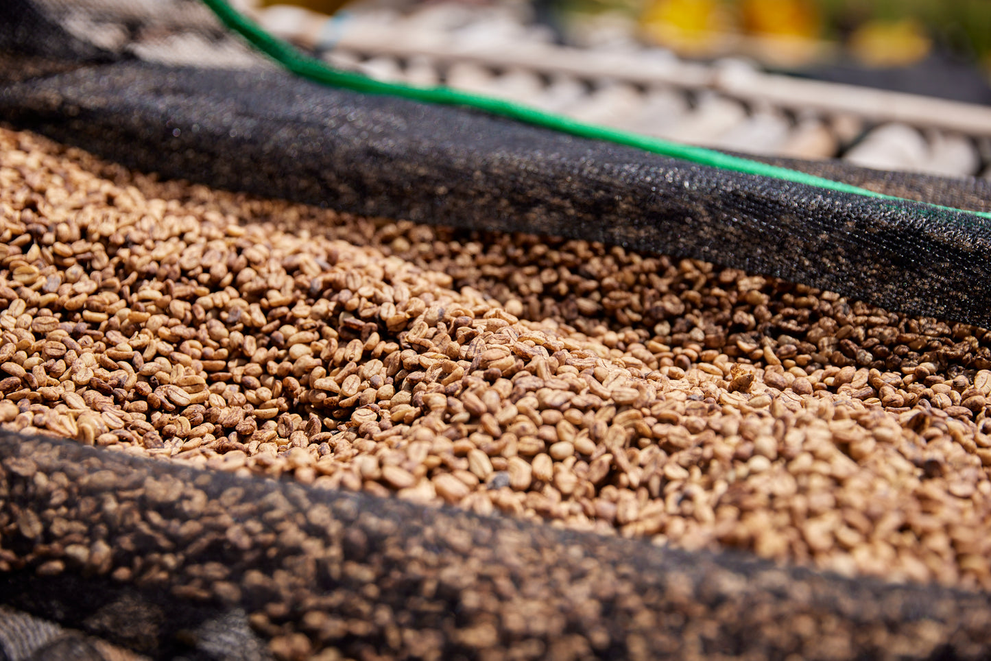 Qunqana - Ethiopia | Washed , Heirloom [Omni / Light]