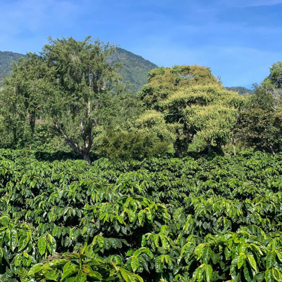 Finca Feryen - Panama | Washed, Pacamara [Omni]