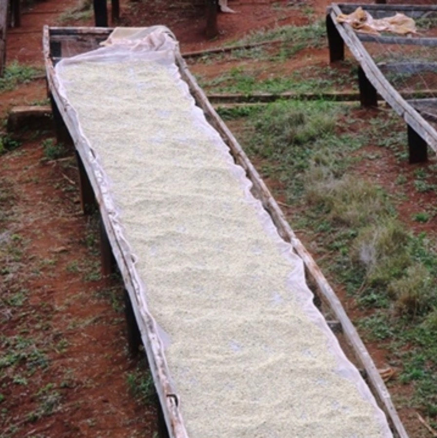 Nyeri - Kenya | Washed, SL28, SL34, Ruiru 11 [Filter]