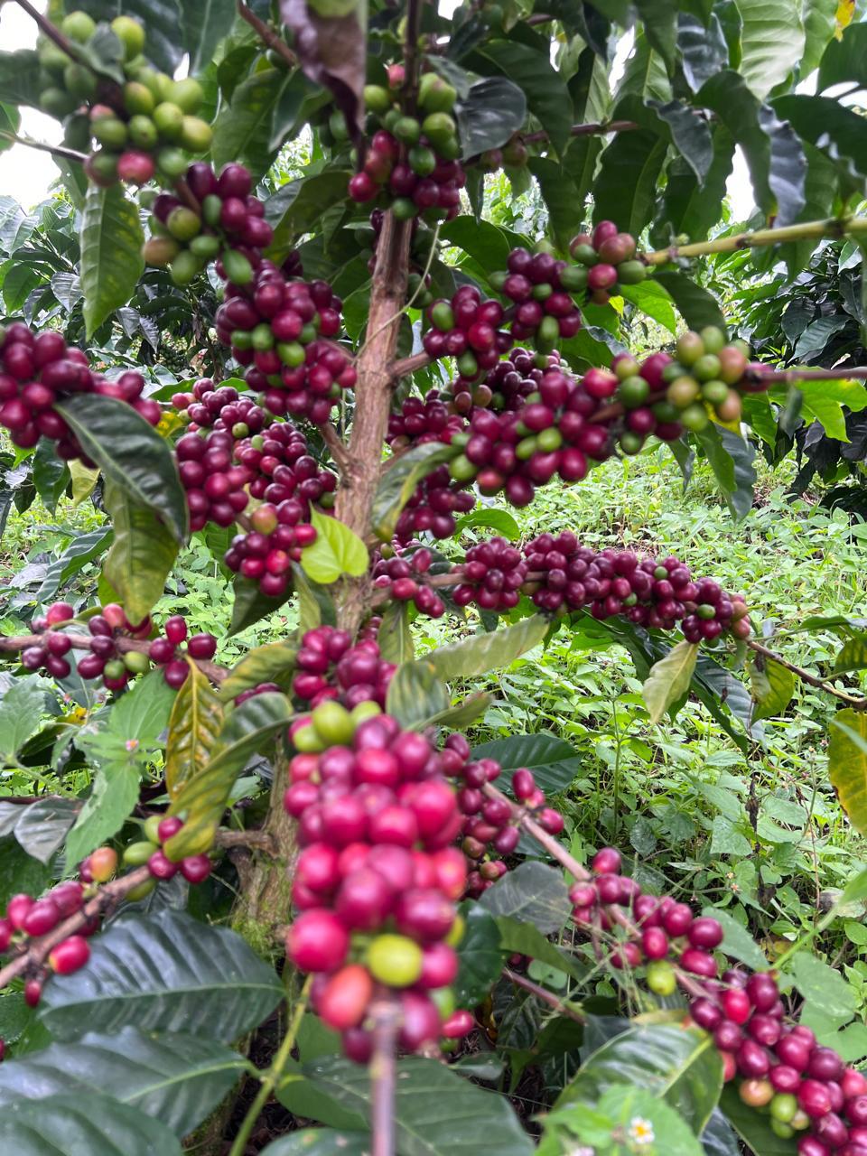 La Guadua - Colombia | Washed, Geisha Lot #1 [Filter]