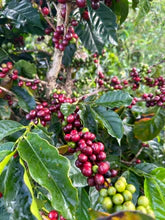 La Estrella - Colombia | Honey, Geisha Lot #5 [Filter]