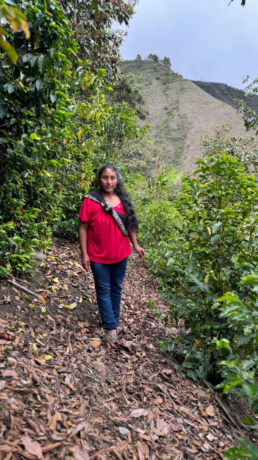 Marly Palomino - Peru | Anaerobic Washed, SL09 [Filter / Light]