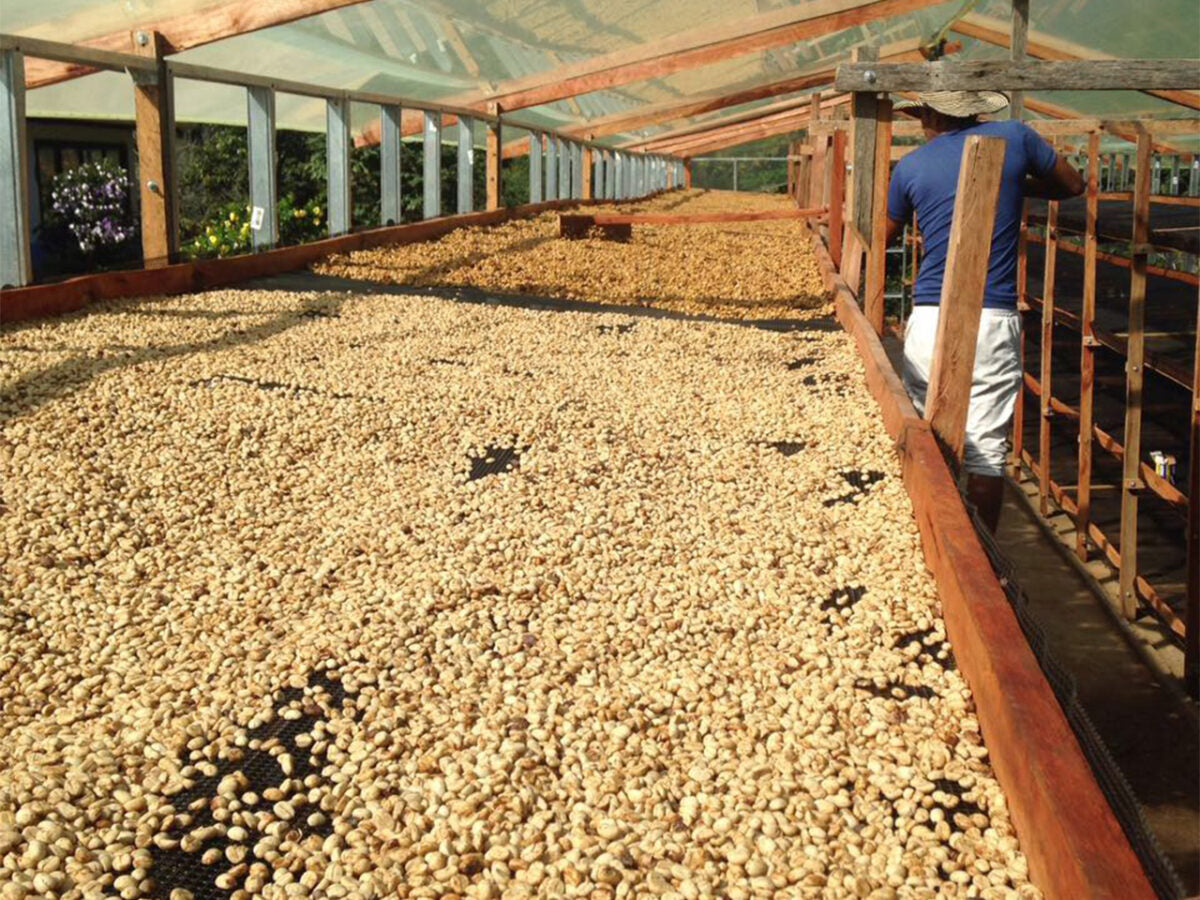 La Estrella - Colombia | Honey, Geisha Lot #5 [Filter]