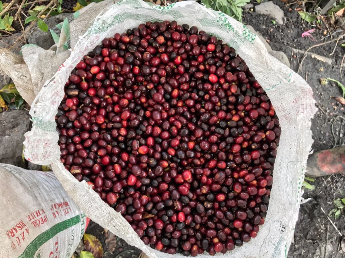 La Estrella - Colombia | Honey, Geisha Lot #5 [Filter]