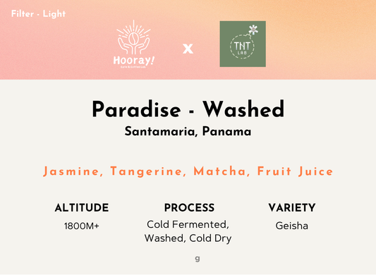 TNT Paradise - Panama | Satamaria, Washed Geisha [Filter / Light]