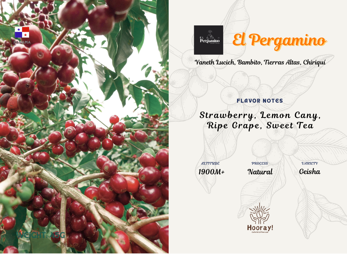 El Pergamino - Panama | Natural, Geisha [Filter / Ex Light]