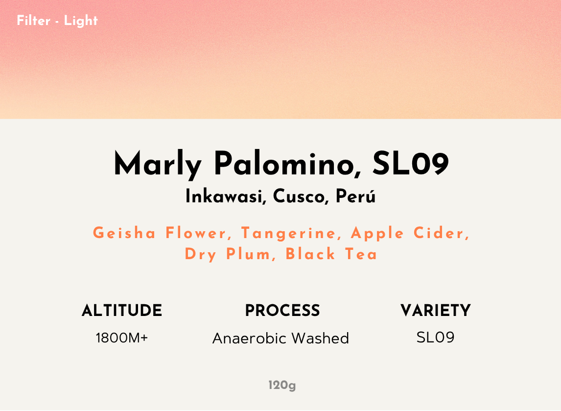 Marly Palomino - Peru | Anaerobic Washed, SL09 [Filter / Light]