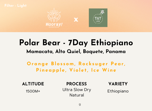 TNT Polar Bear 7Day - Panama | Mamacata, Ultra Slow Dry, Ethiopiano [Filter / Light]