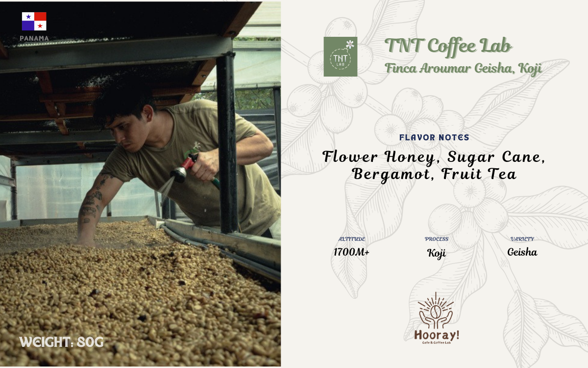 Panama - TNT X Auromar | Koji, Geisha [Exclusive]
