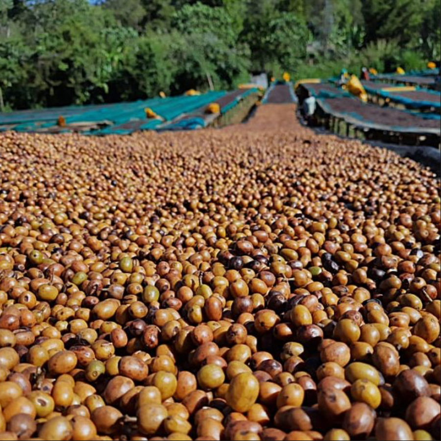 Hambela - Ethiopia | 3days Anaerobic Natural, Landrace Lot [No Crack]