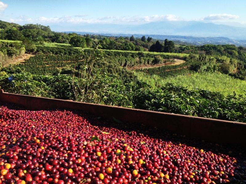 Volcan Azul - Costa Rica | Anaerobic Natural , SL34 [No Crack / Light]