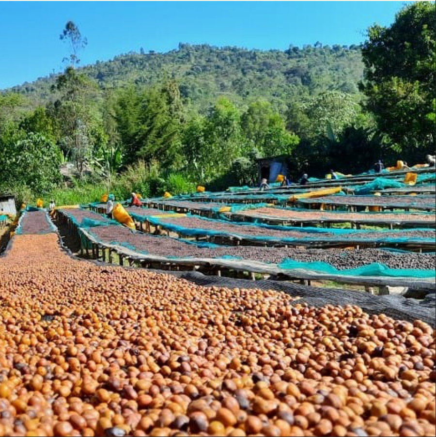 Hambela - Ethiopia | 3days Anaerobic Natural, Landrace Lot [No Crack]