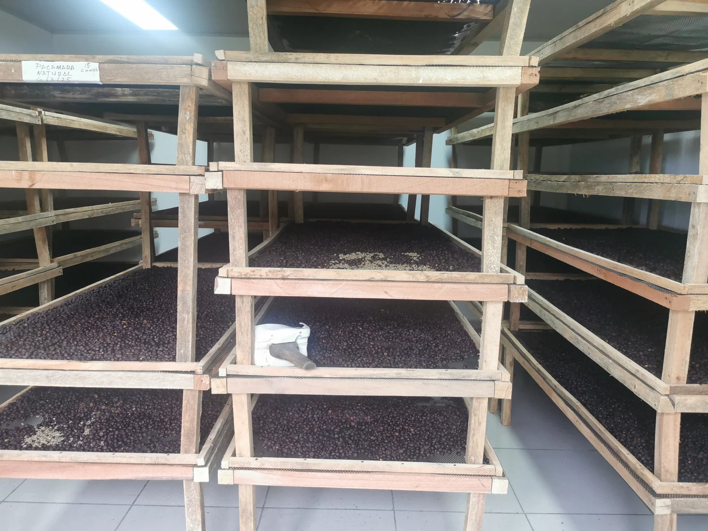Finca Feryen - Panama | Washed, Pacamara [Omni]